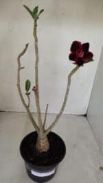 Planta Dobrada 3374 – 35cm – 03 anos - Imagem 2