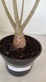 Planta Dobrada 3374 – 35cm – 03 anos - Imagem 7