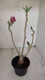 Planta Dobrada 3374 – 35cm – 03 anos - Imagem 6