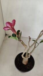 Planta Dobrada 3374 – 35cm – 03 anos - Imagem 5