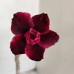 Planta Dobrada 3374 – 35cm – 03 anos