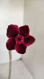 Planta Dobrada 3374 – 35cm – 03 anos