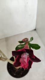 Planta Dobrada 3374 – 35cm – 03 anos - Imagem 4