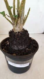 Planta Dobrada 3375 – 35cm – 03 anos - Imagem 7