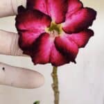 Planta Dobrada 3375 – 35cm – 03 anos