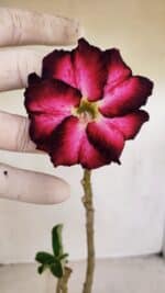 Planta Dobrada 3375 – 35cm – 03 anos