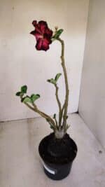 Planta Dobrada 3375 – 35cm – 03 anos - Imagem 6