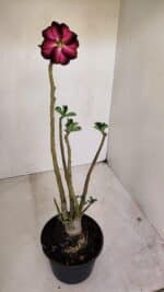 Planta Dobrada 3375 – 35cm – 03 anos - Imagem 5