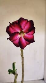 Planta Dobrada 3375 – 35cm – 03 anos - Imagem 3