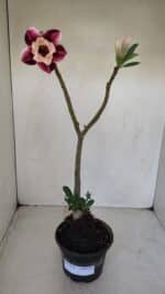 Planta Dobrada 3376 – 35cm – 03 anos - Imagem 2