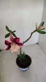 Planta Dobrada 3376 – 35cm – 03 anos - Imagem 4