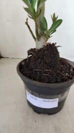 Planta Dobrada 3376 – 35cm – 03 anos - Imagem 7