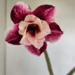 Planta Dobrada 3376 – 35cm – 03 anos