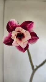 Planta Dobrada 3376 – 35cm – 03 anos