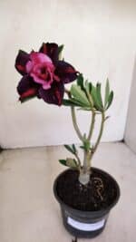 Planta Dobrada 3377 – 35cm – 03 anos - Imagem 2
