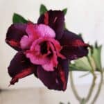 Planta Dobrada 3377 – 35cm – 03 anos