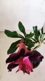 Planta Dobrada 3377 – 35cm – 03 anos - Imagem 4