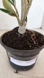 Planta Dobrada 3377 – 35cm – 03 anos - Imagem 5