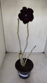 Planta Dobrada 3378 – 35cm – 03 anos - Imagem 2