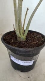 Planta Dobrada 3378 – 35cm – 03 anos - Imagem 8