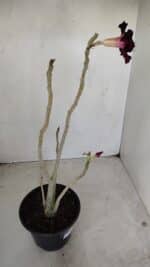 Planta Dobrada 3378 – 35cm – 03 anos - Imagem 6