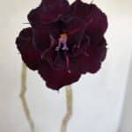 Planta Dobrada 3378 – 35cm – 03 anos