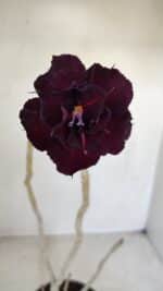 Planta Dobrada 3378 – 35cm – 03 anos