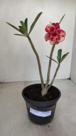 Planta Dobrada 3379 – 30cm – 02 anos - Imagem 2