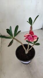 Planta Dobrada 3379 – 30cm – 02 anos - Imagem 4