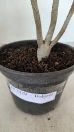 Planta Dobrada 3379 – 30cm – 02 anos - Imagem 6