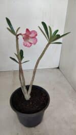 Planta Dobrada 3379 – 30cm – 02 anos - Imagem 5