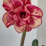 Planta Dobrada 3379 – 30cm – 02 anos