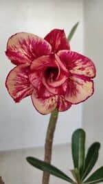 Planta Dobrada 3379 – 30cm – 02 anos