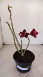 Planta Dobrada 3380 – 30cm – 02 anos - Imagem 2