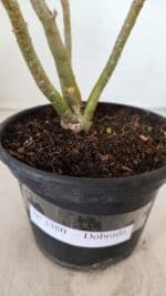 Planta Dobrada 3380 – 30cm – 02 anos - Imagem 7