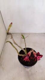 Planta Dobrada 3380 – 30cm – 02 anos - Imagem 5