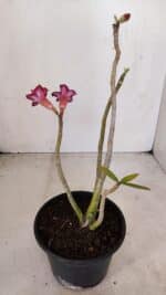 Planta Dobrada 3380 – 30cm – 02 anos - Imagem 6