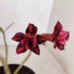 Planta Dobrada 3380 – 30cm – 02 anos