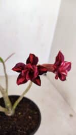 Planta Dobrada 3380 – 30cm – 02 anos