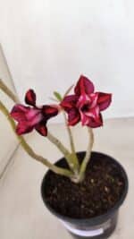 Planta Dobrada 3380 – 30cm – 02 anos - Imagem 4