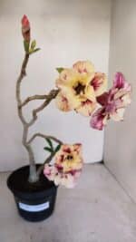 Planta Dobrada 3381 – 35cm – 03 anos