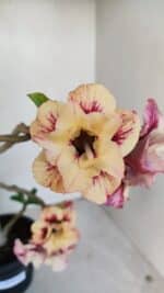 Planta Dobrada 3381 – 35cm – 03 anos - Imagem 4