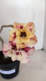 Planta Dobrada 3381 – 35cm – 03 anos - Imagem 3