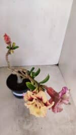 Planta Dobrada 3381 – 35cm – 03 anos - Imagem 5