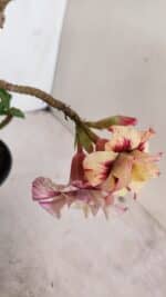 Planta Dobrada 3381 – 35cm – 03 anos - Imagem 6