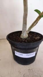 Planta Dobrada 3381 – 35cm – 03 anos - Imagem 8