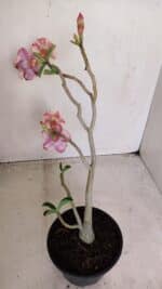 Planta Dobrada 3381 – 35cm – 03 anos - Imagem 7