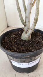 Planta Dobrada 3382 – 30cm – 02 anos - Imagem 7