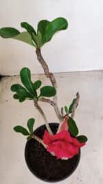 Planta Dobrada 3382 – 30cm – 02 anos - Imagem 4