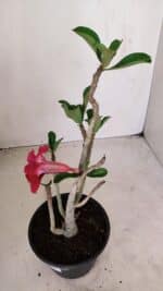 Planta Dobrada 3382 – 30cm – 02 anos - Imagem 5